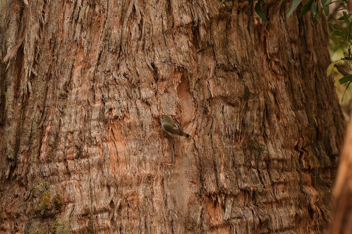 Tasmanian/Brown Thornbill - ML613627662