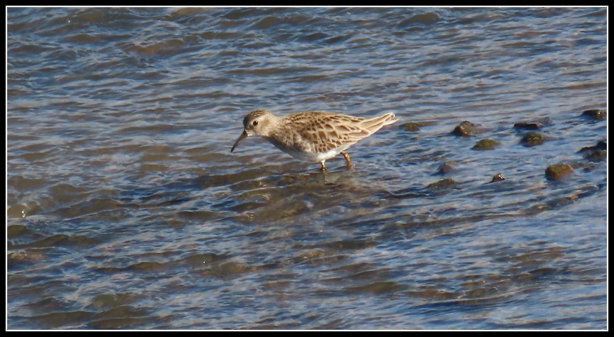 Least Sandpiper - ML613627694