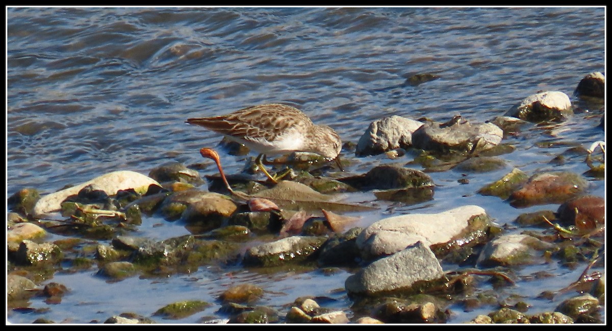 Least Sandpiper - ML613627695