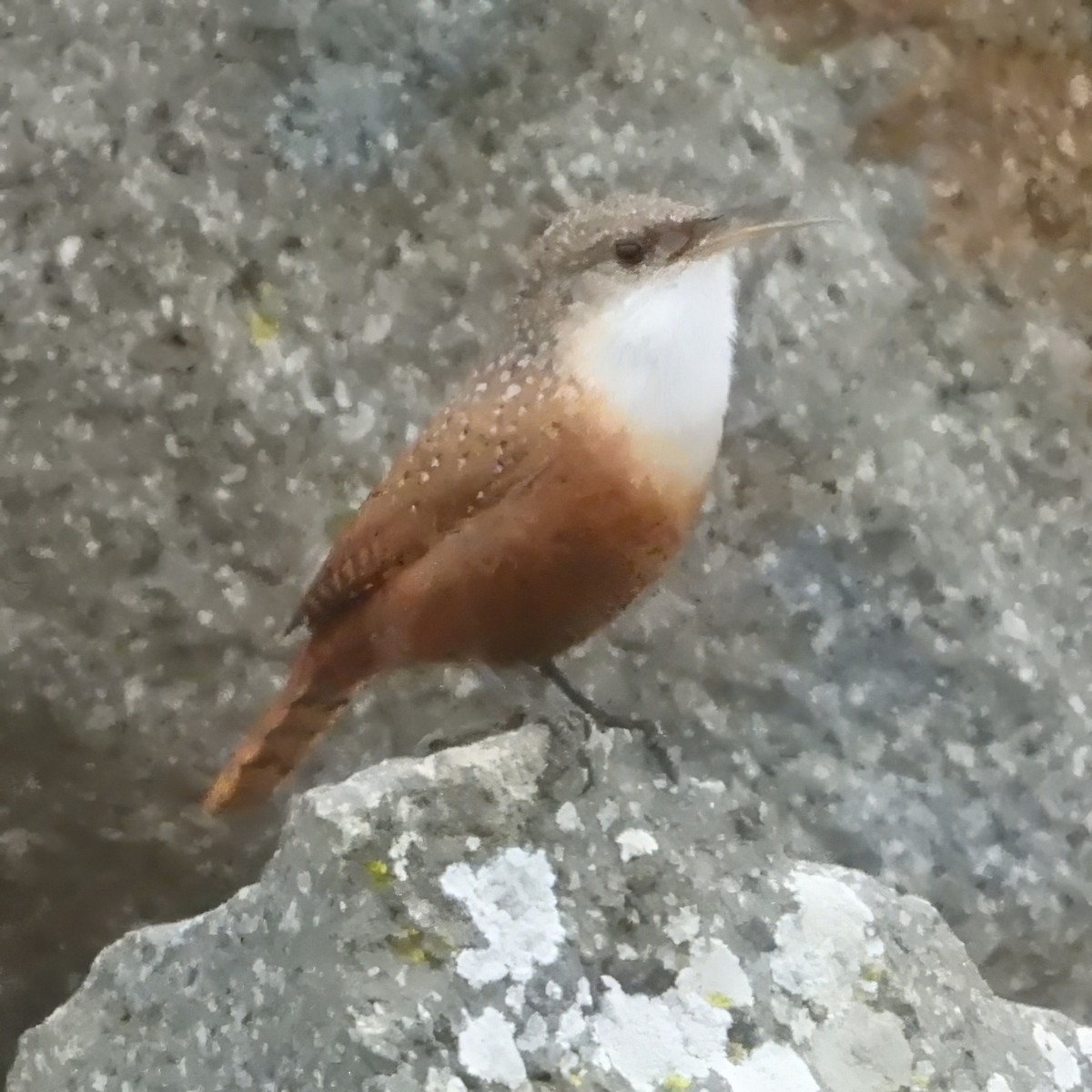 Canyon Wren - ML613627701