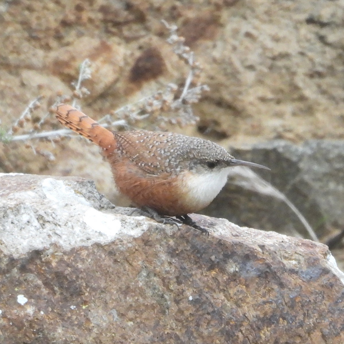 Canyon Wren - ML613627703