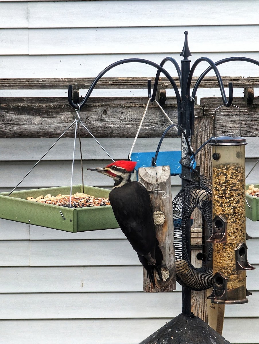 Pileated Woodpecker - ML613627713