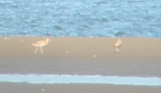 Long-billed Curlew - ML613627752