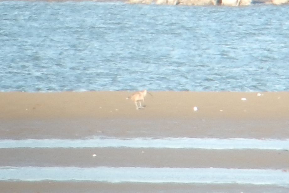 Long-billed Curlew - ML613627755