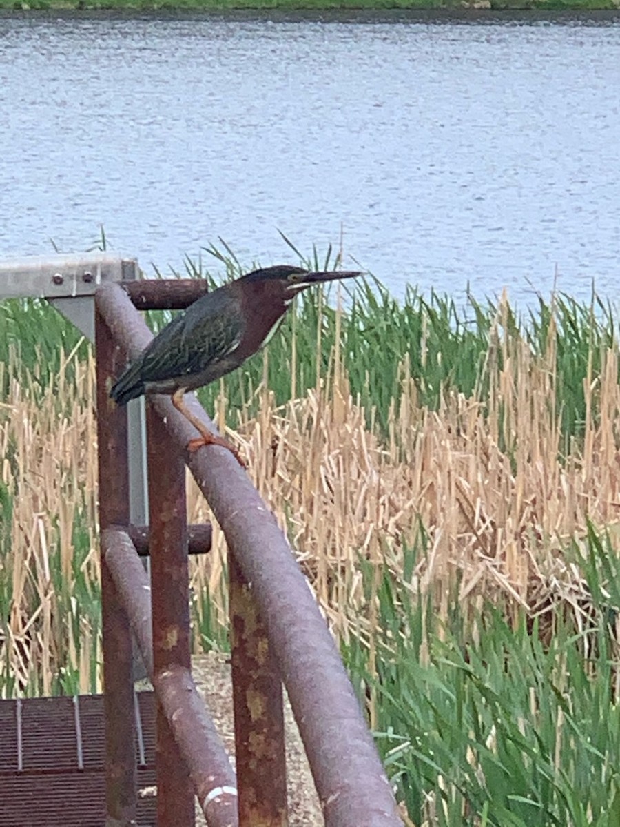 Green Heron - ML613627760