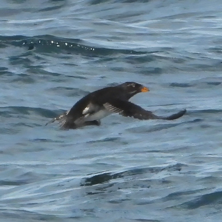 Rhinoceros Auklet - ML613627856