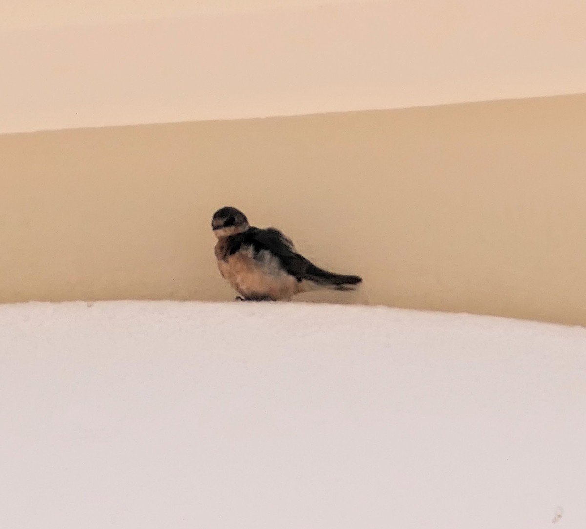 Barn Swallow - ML613627858