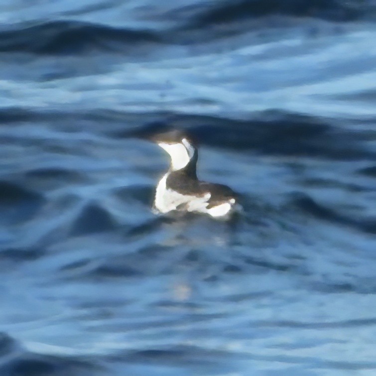 Common Murre - Chris Spurgeon