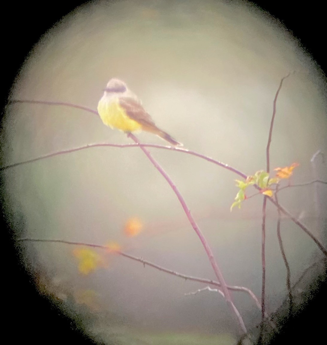 Western Kingbird - ML613627946