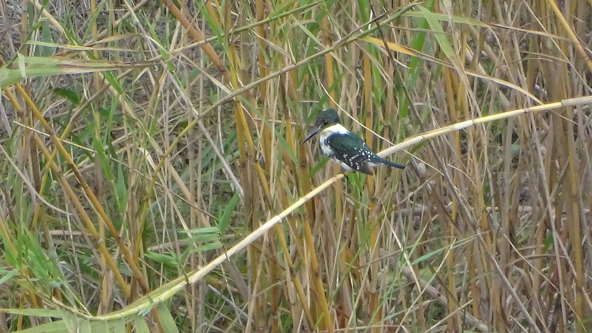 Green Kingfisher - ML613628157