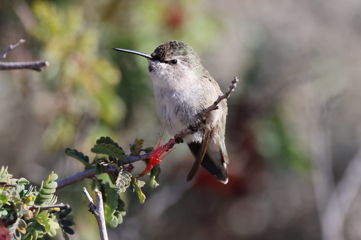 Costa's Hummingbird - ML613628183