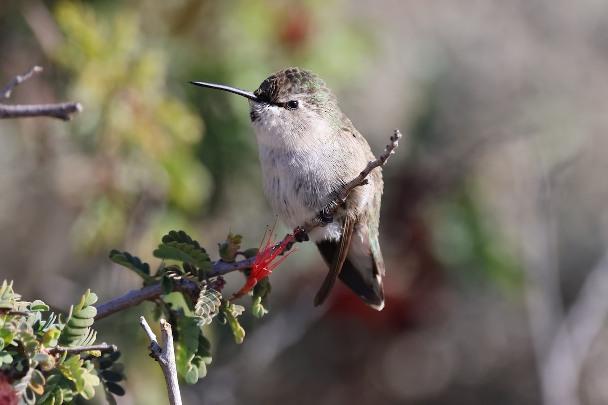 ørkenkolibri - ML613628183