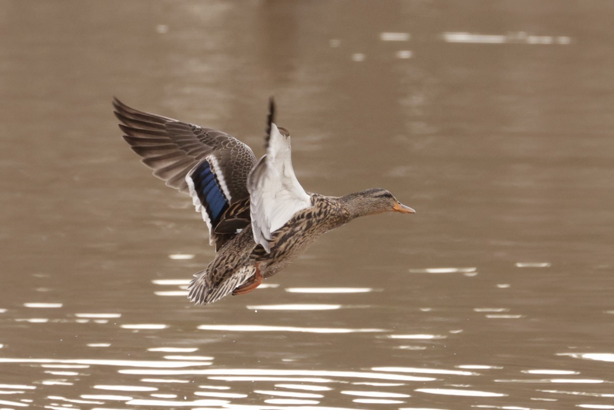 Mallard - ML613628186