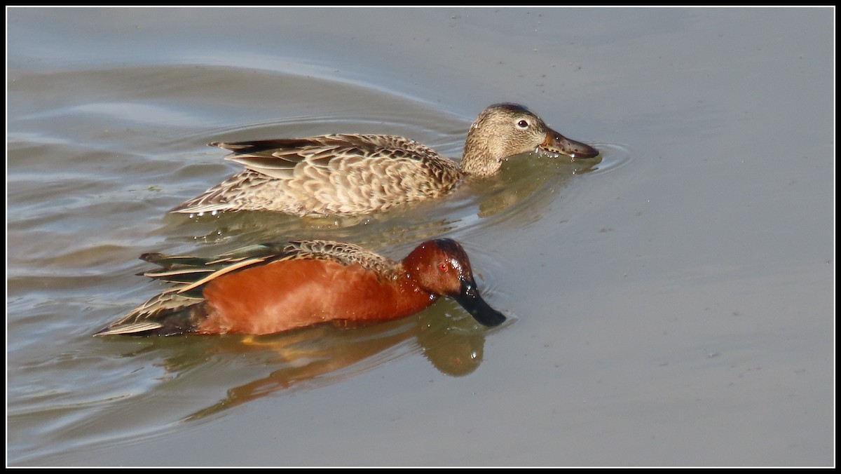 Cinnamon Teal - ML613628220