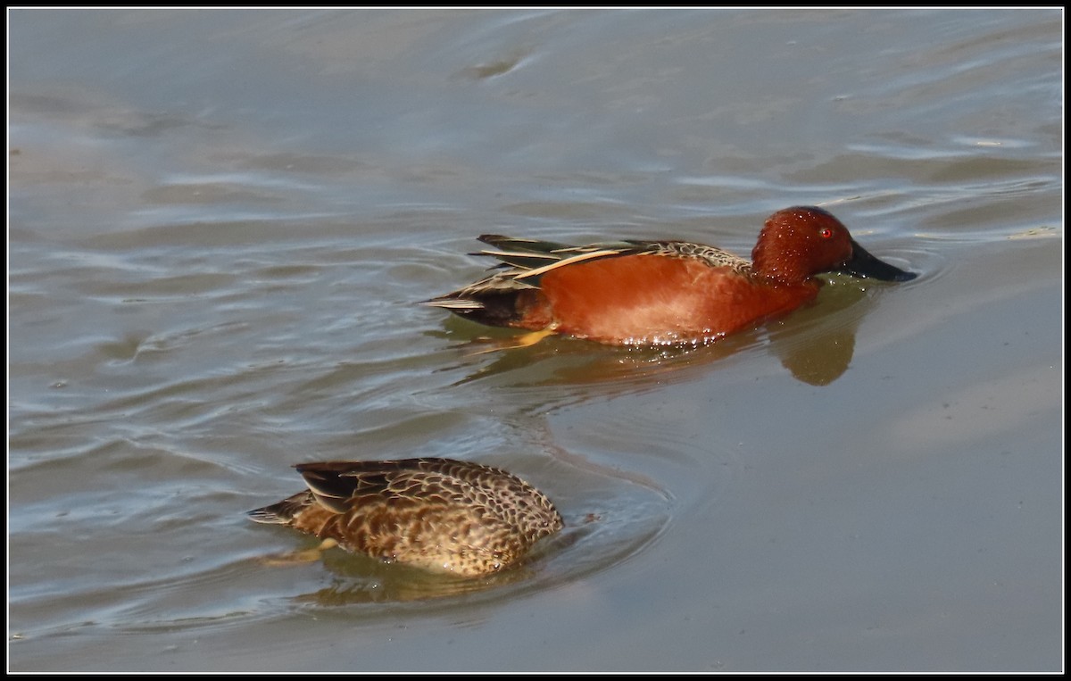 Cinnamon Teal - ML613628221