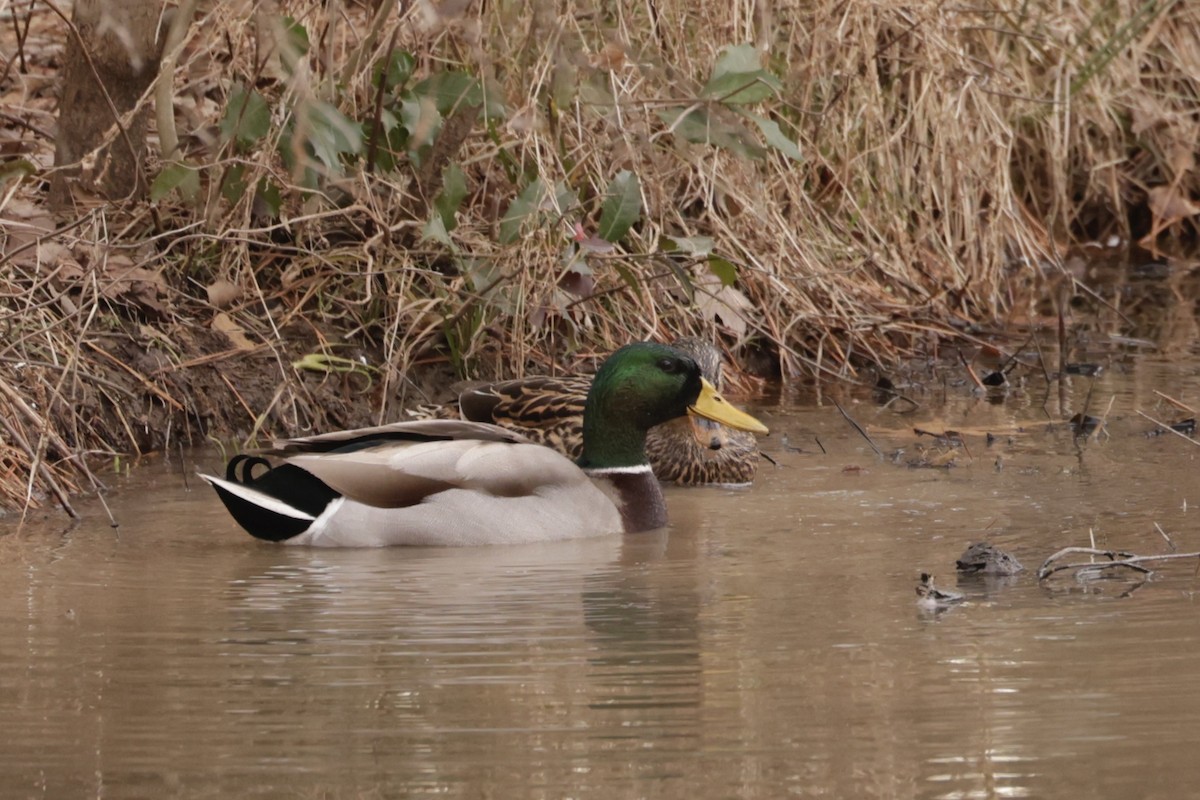 Mallard - ML613628229