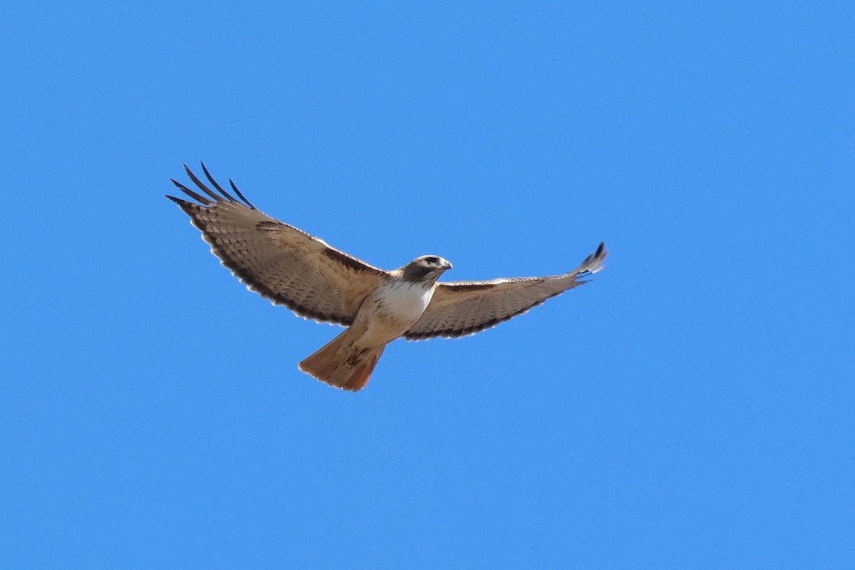 Rotschwanzbussard (fuertesi) - ML613628337