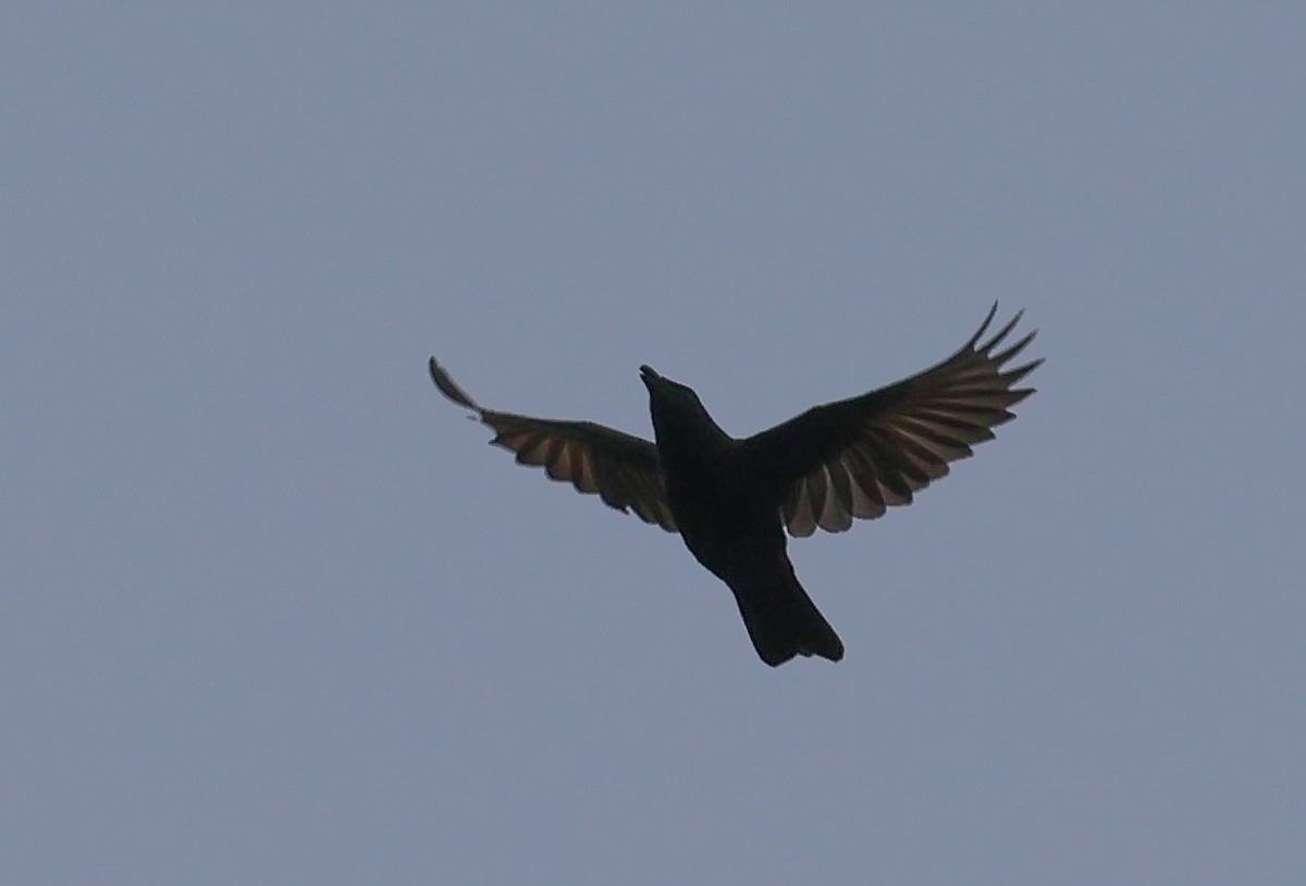 Samoan Starling - ML613628369