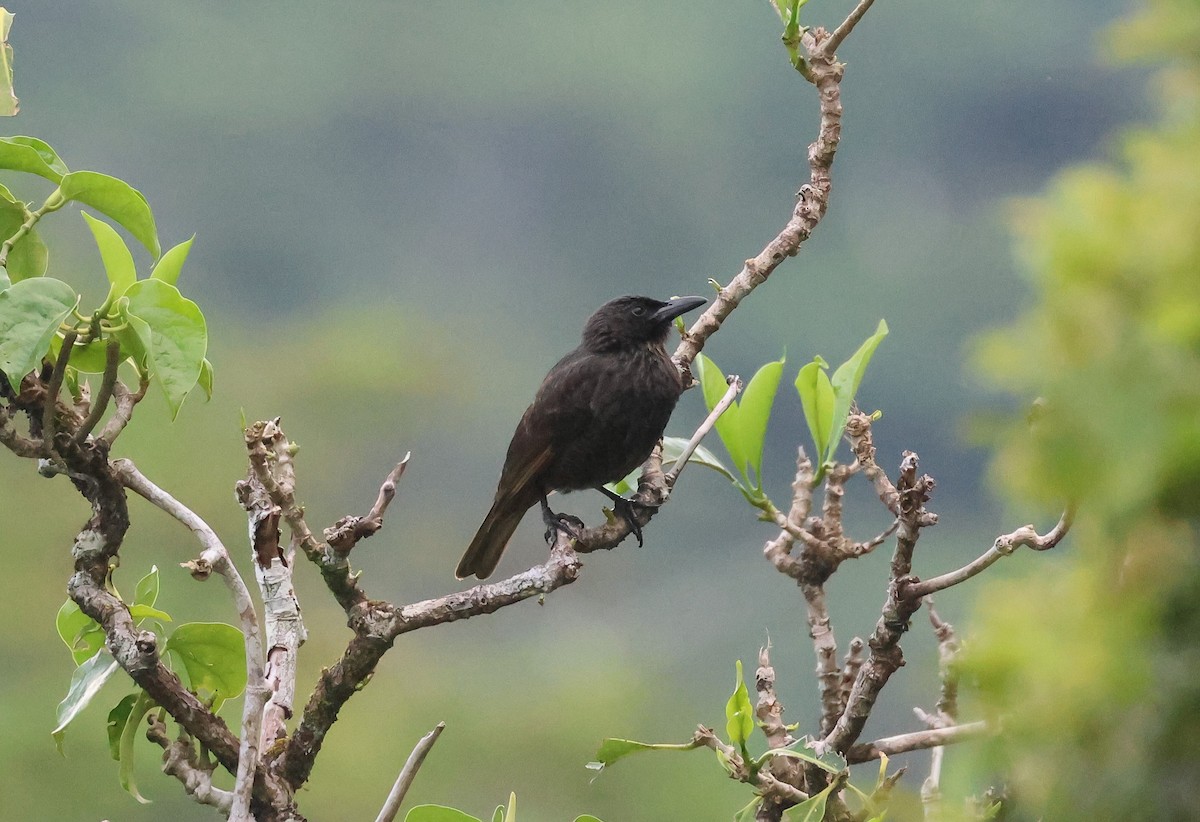 Samoan Starling - ML613628371