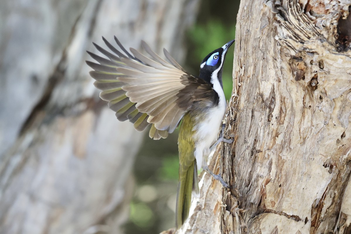 Blue-faced Honeyeater - ML613628391