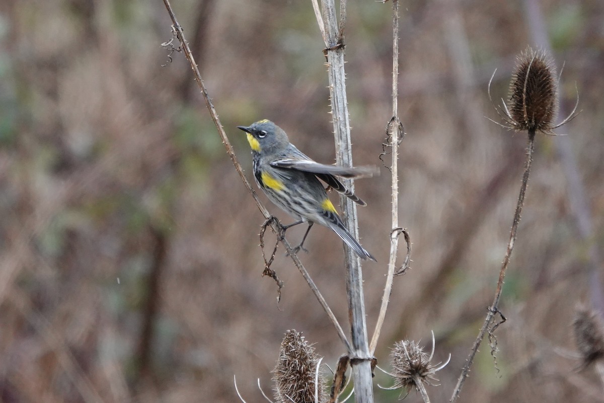 Yellow-rumped Warbler - Matthew Hunter