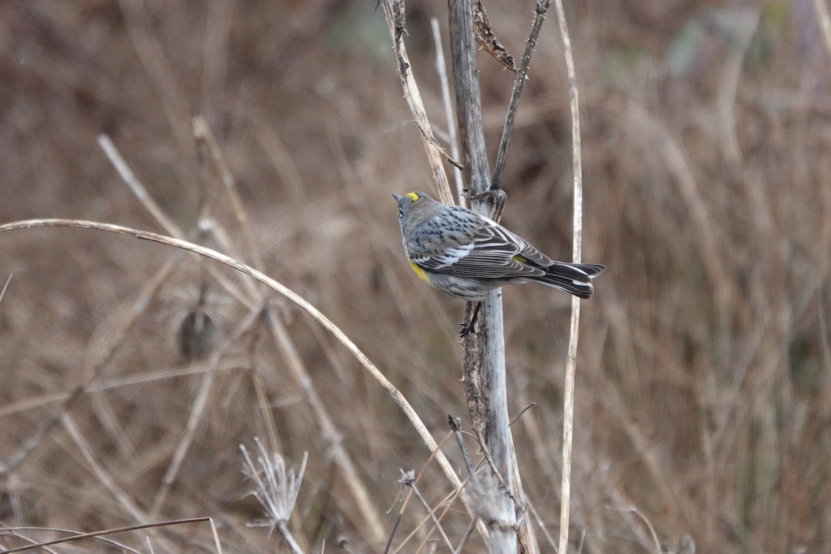 Yellow-rumped Warbler - Matthew Hunter