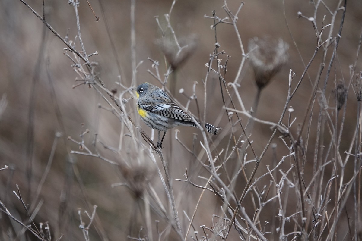 Yellow-rumped Warbler - ML613628439