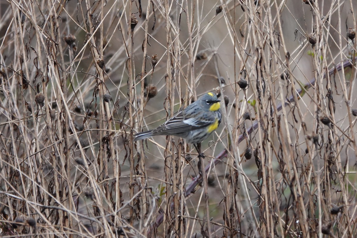 Yellow-rumped Warbler - ML613628441