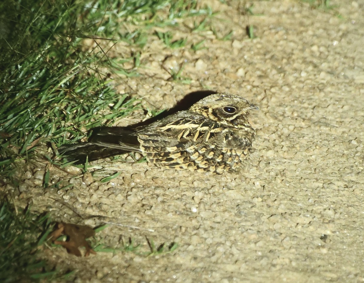 Indian Nightjar - ML613628463