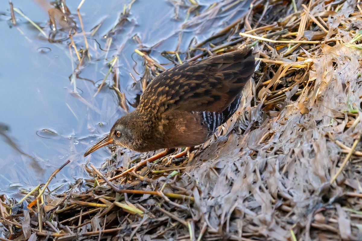 Virginia Rail - ML613628555