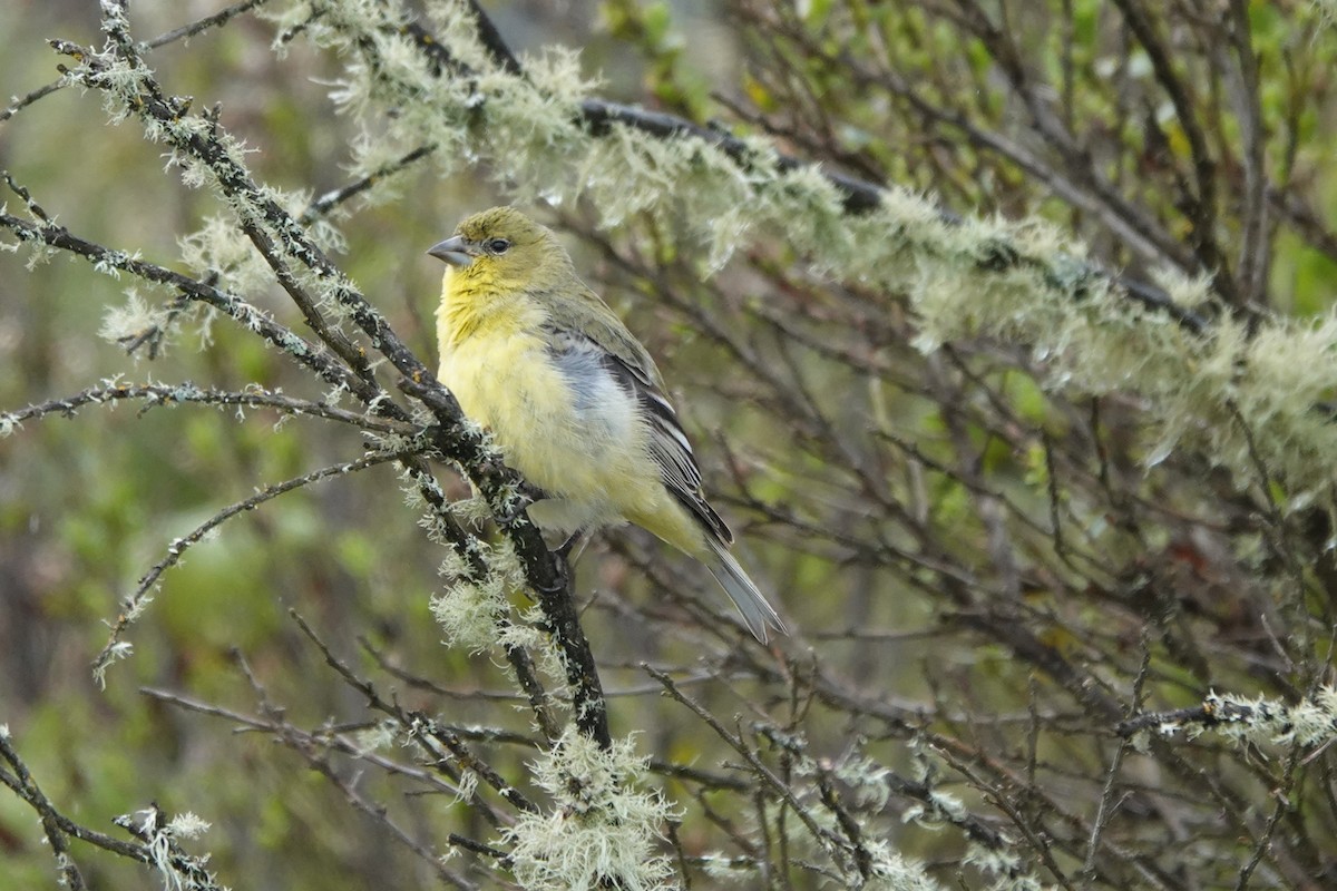 Lesser Goldfinch - ML613628616