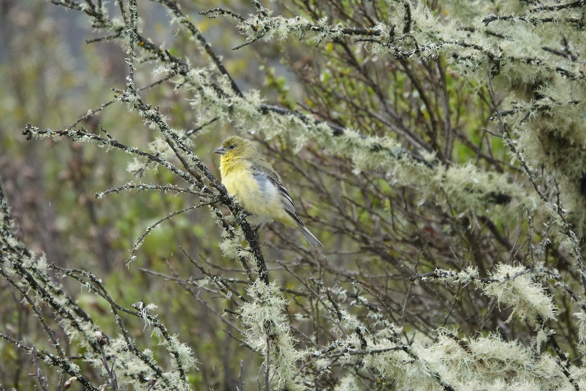 Lesser Goldfinch - ML613628619