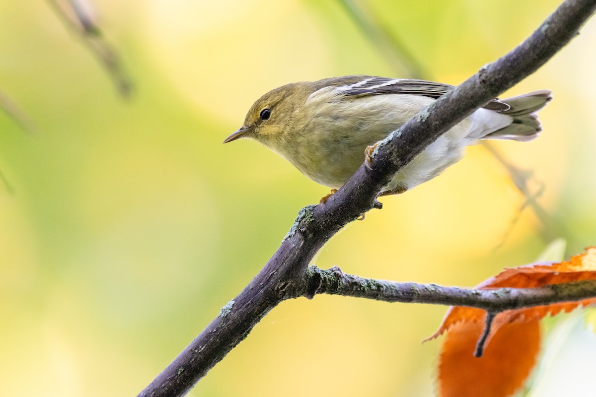 Blackpoll Warbler - Peter F