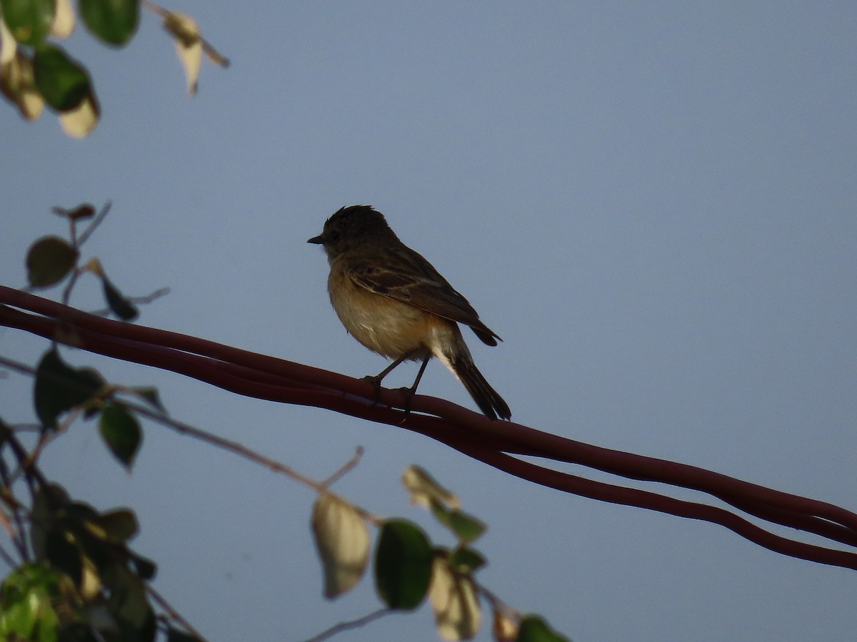 Siberian Stonechat - ML613628742