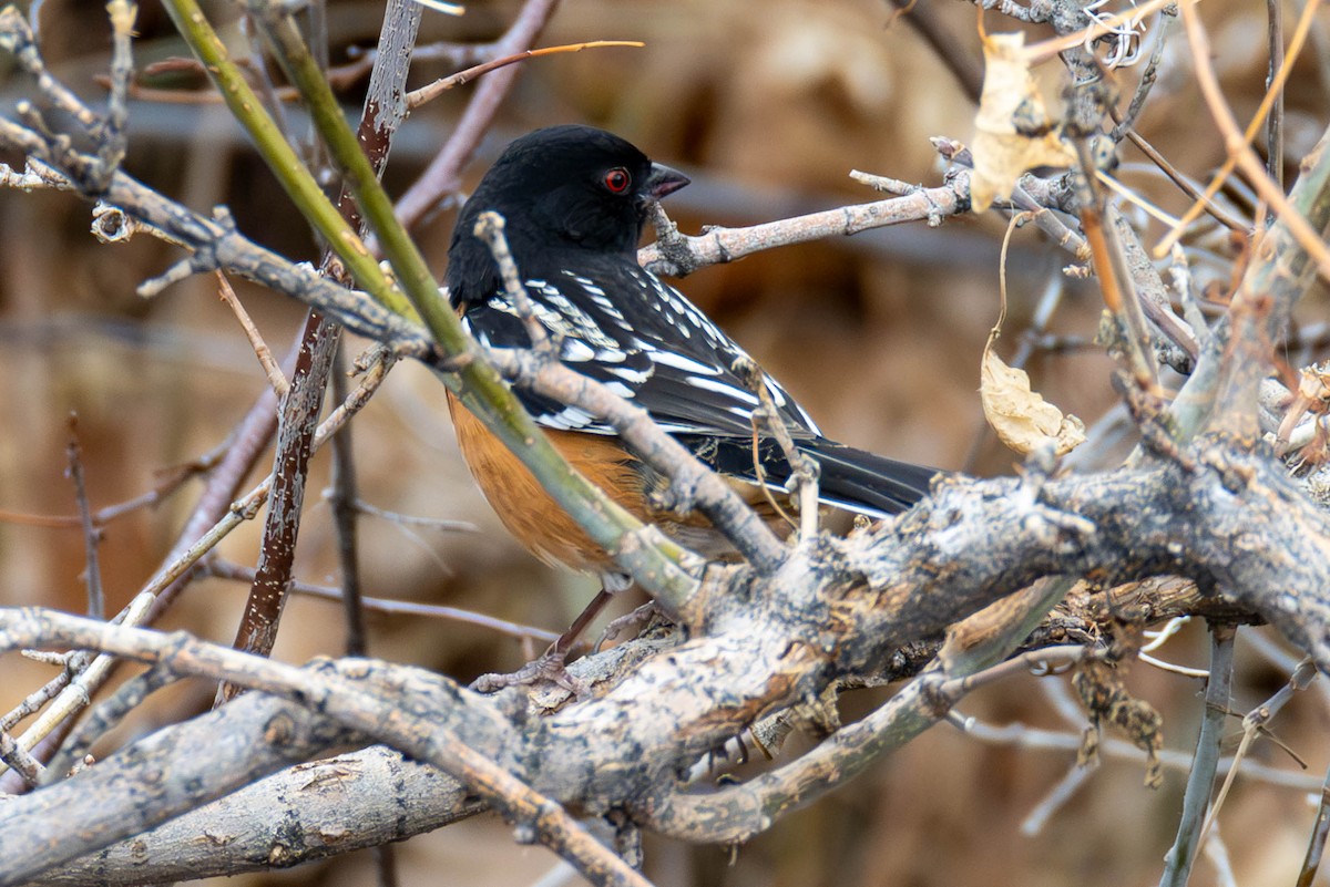 Spotted Towhee - ML613628790