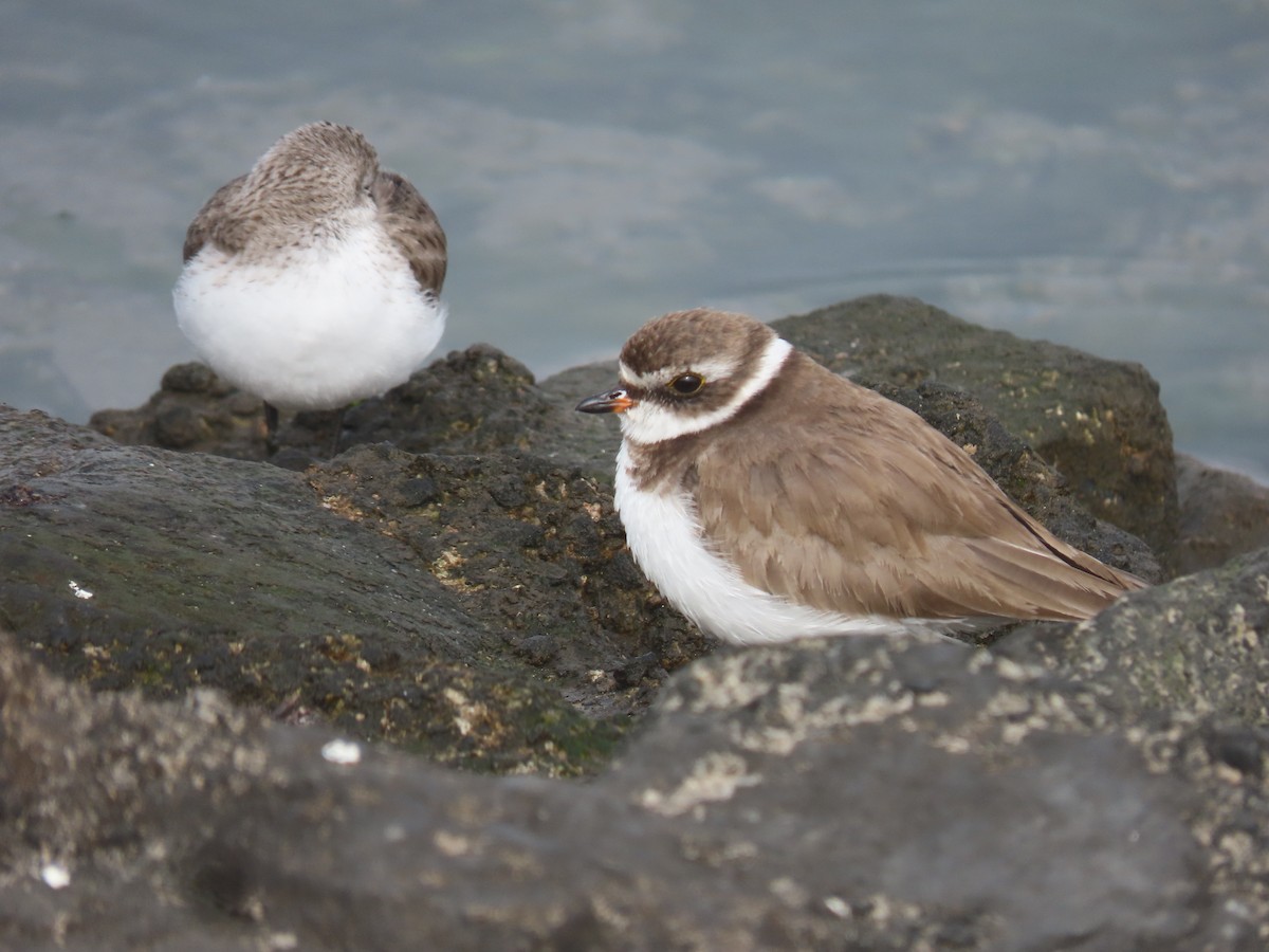 Semipalmated Plover - ML613628860