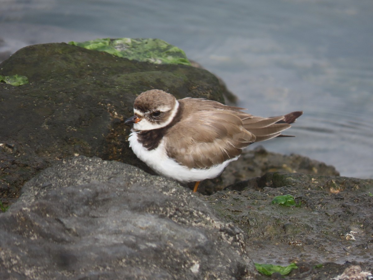 Semipalmated Plover - ML613628863