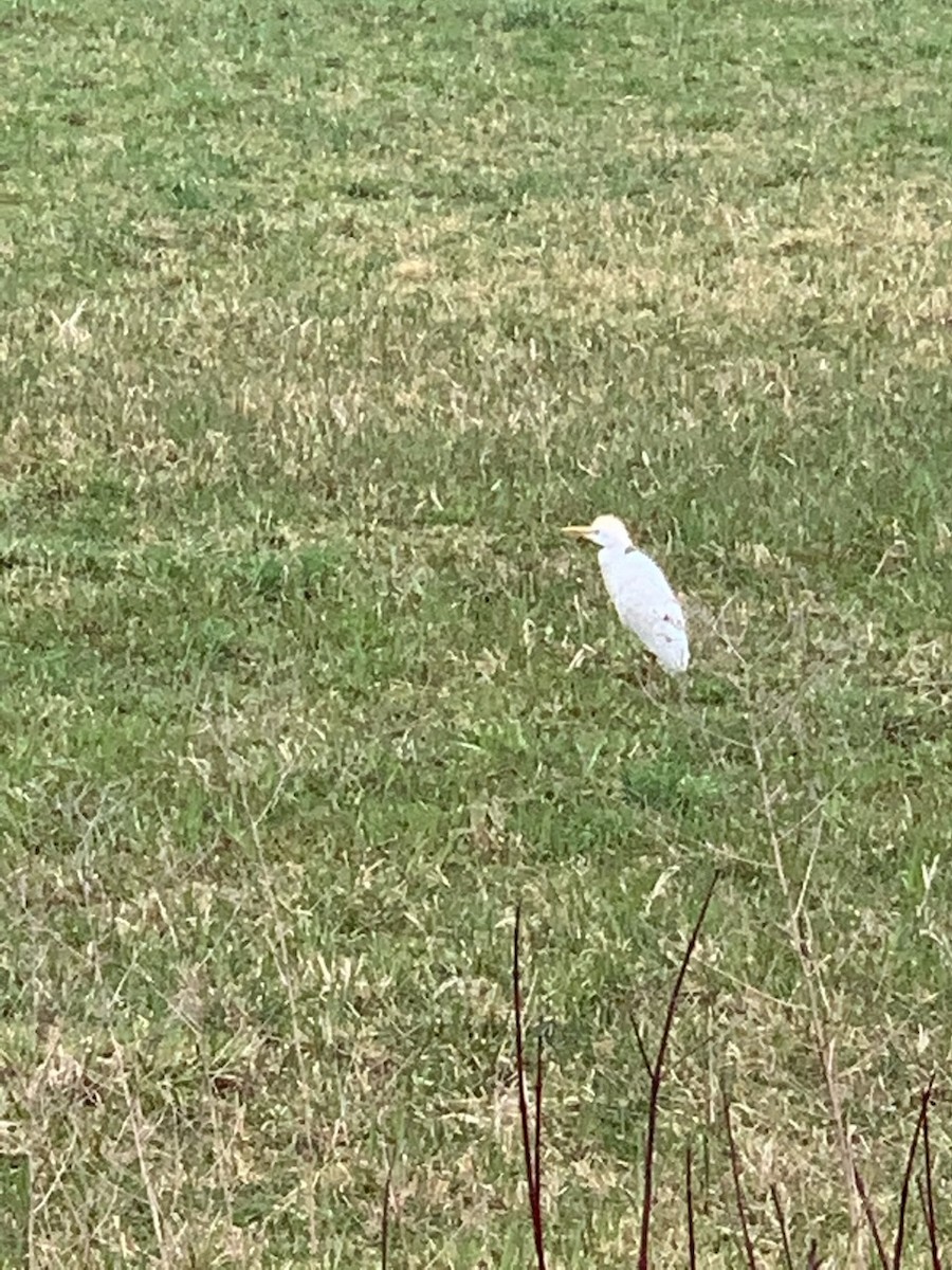 Western Cattle-Egret - ML613628967