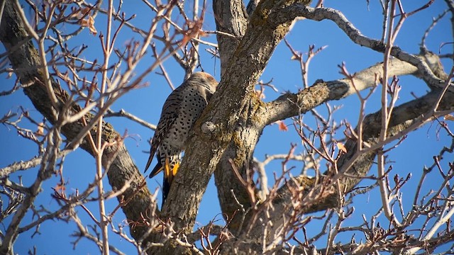 Gilded Flicker - ML613628972