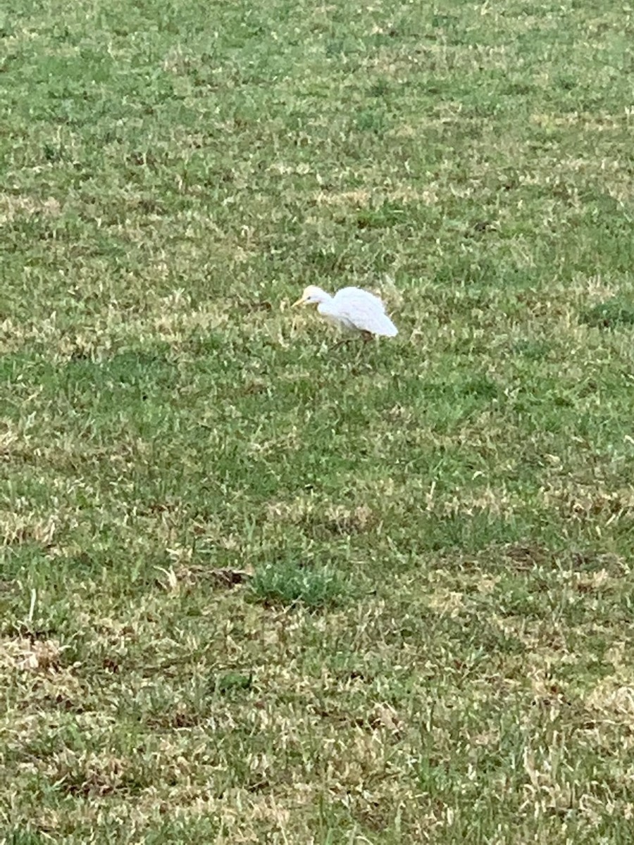 Western Cattle-Egret - ML613628973