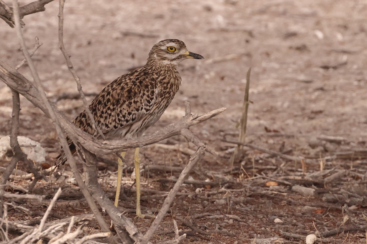 Spotted Thick-knee - ML613629040