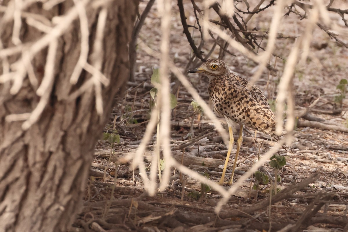 Spotted Thick-knee - ML613629041