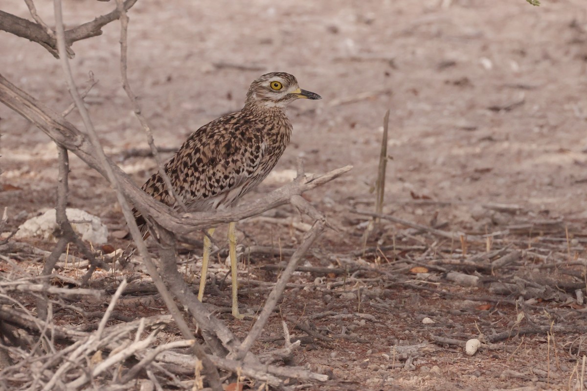 Spotted Thick-knee - ML613629049