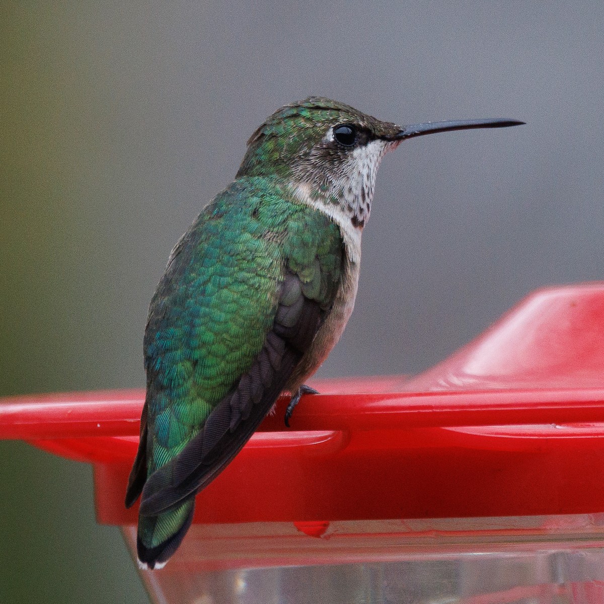 Ruby-throated Hummingbird - ML613629085