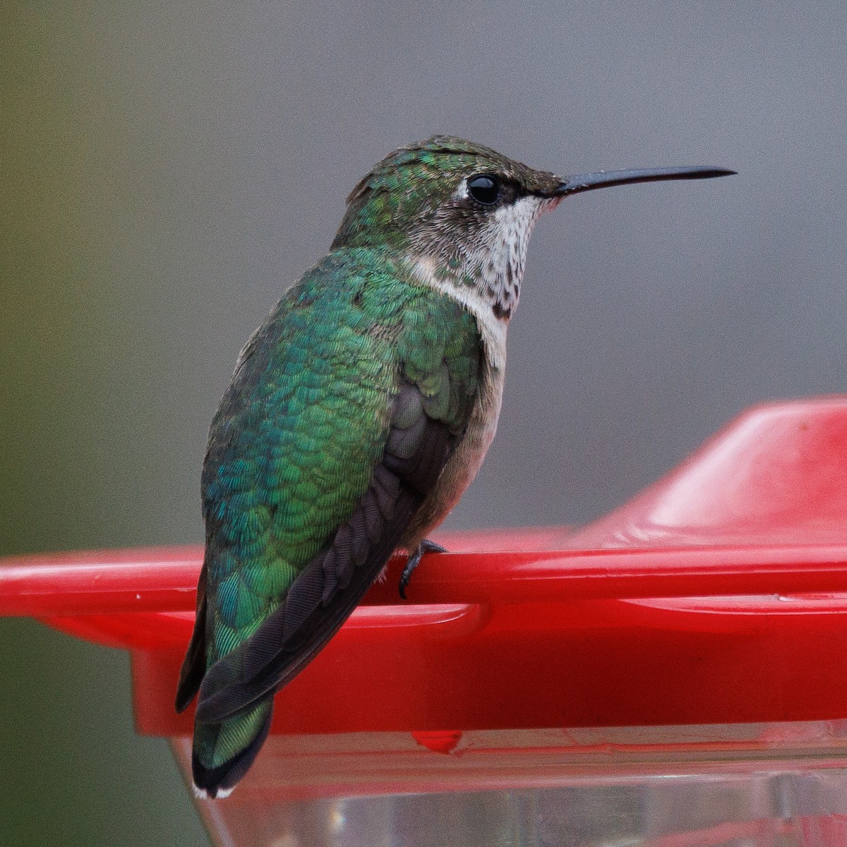 Colibri à gorge rubis - ML613629085