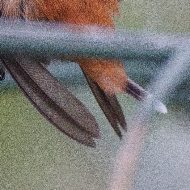 Rufous Hummingbird - ML613629183