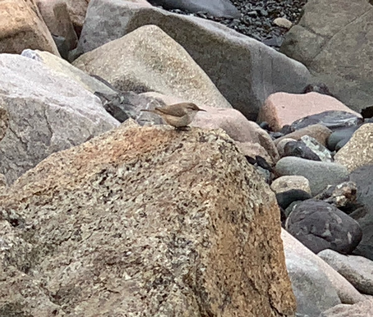 Rock Wren - ML613629219