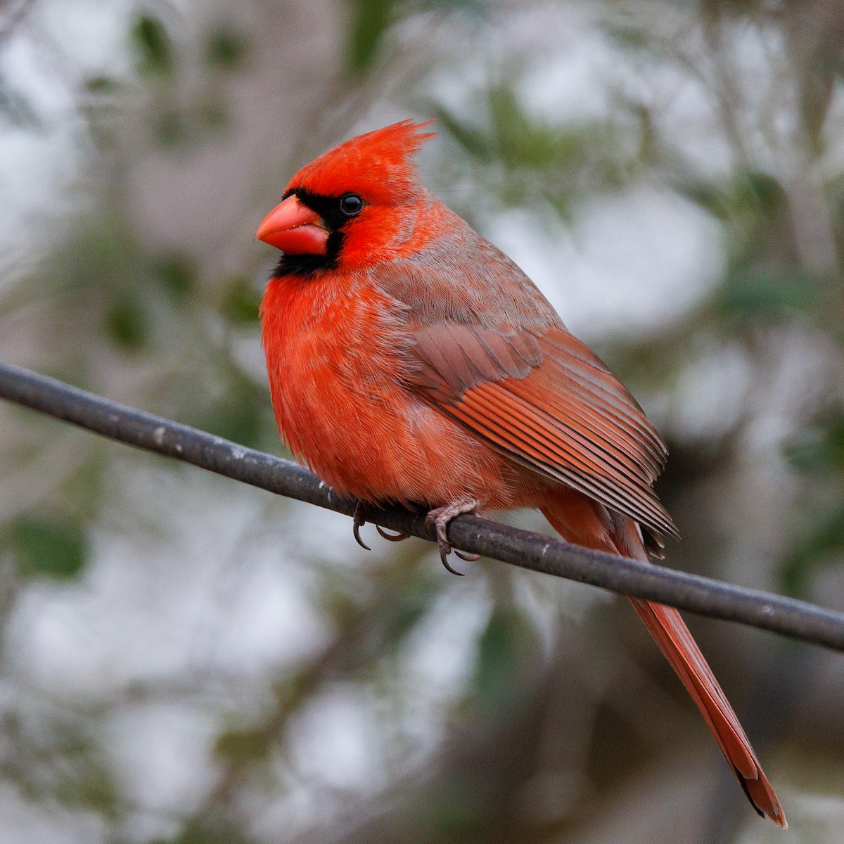 Northern Cardinal - Graham Floyd