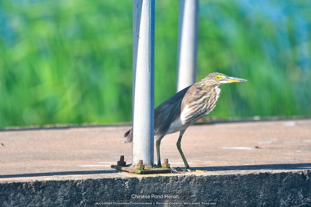 Chinese Pond-Heron - ML613629379