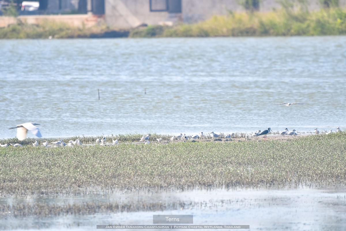 Whiskered Tern - ML613629403